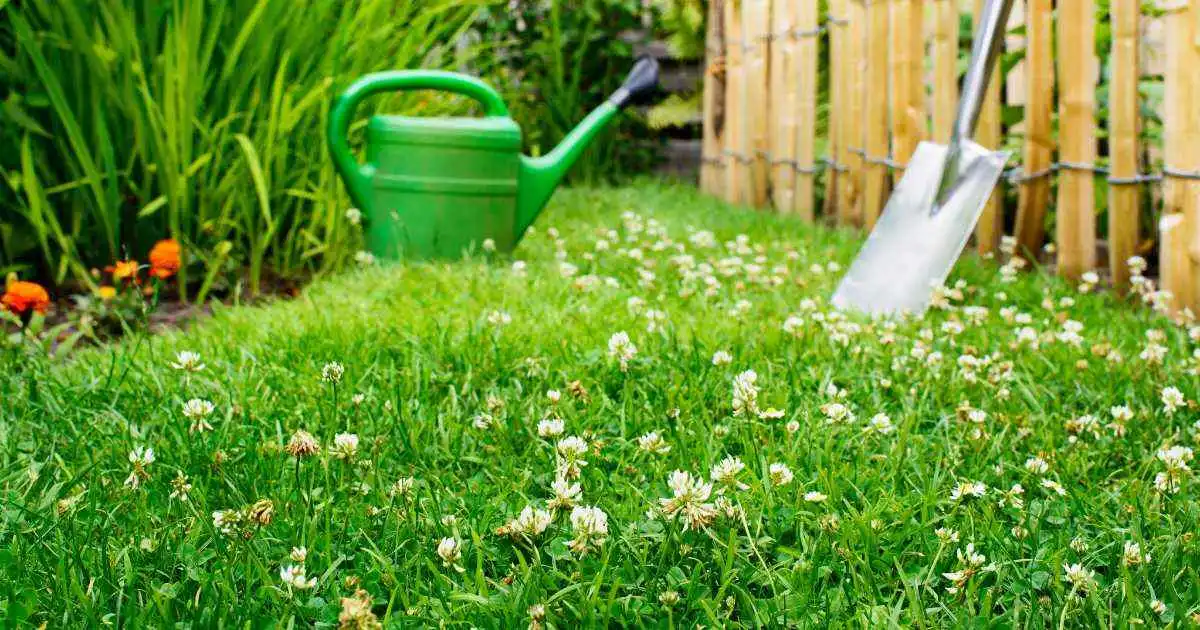 Garden lawn with clover and watering can